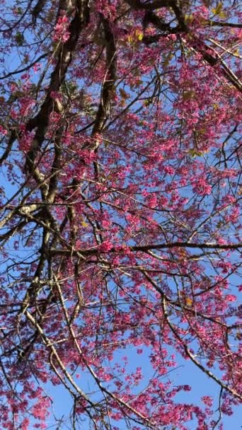 达拉特市樱花盛开季节 — 图库视频影像