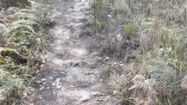 Çam ağacının tepesindeki haç tepesi