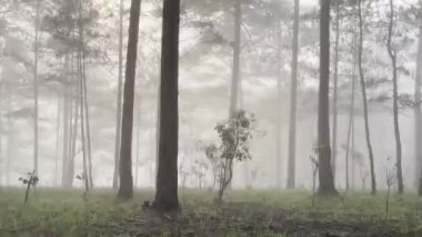 Sabah sisli patika çam ormanında