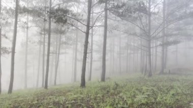 Sabah sisli patika çam ormanında