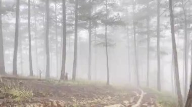 Sabah sisli patika çam ormanında