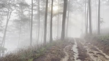 Sabah sisli patika çam ormanında