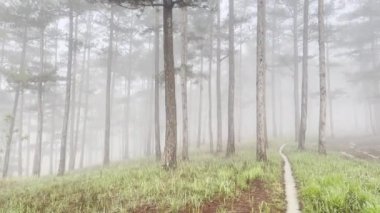 Sabah sisli patika çam ormanında