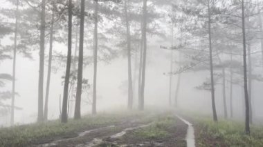 Sabah sisli patika çam ormanında