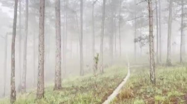 Sabah sisli patika çam ormanında