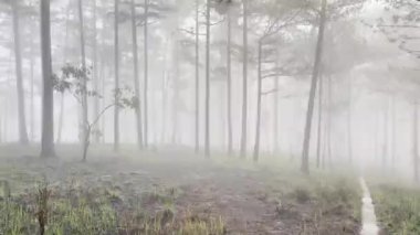Sabah sisli patika çam ormanında