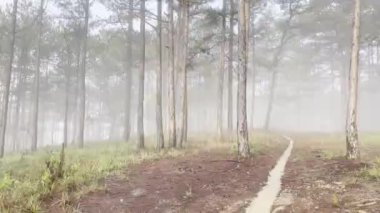 Sabah sisli patika çam ormanında