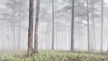 Sabah sisli patika çam ormanında