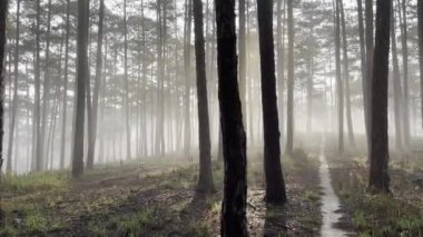 Sabah sisli patika çam ormanında