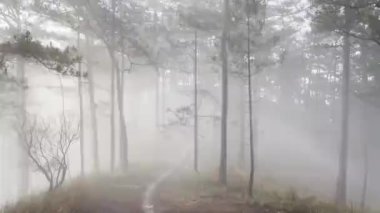 Sabah sisli patika çam ormanında