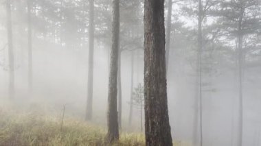 Sabah sisli patika çam ormanında