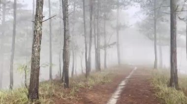 Sabah sisli patika çam ormanında
