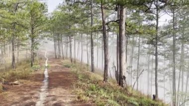 Sabah sisli patika çam ormanında