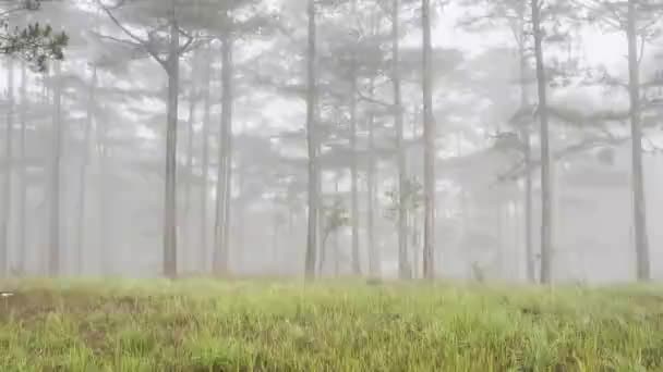 Ranní Mlhavá Stezka Borovém Lese — Stock video
