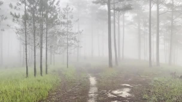 Ranní Mlhavá Stezka Borovém Lese — Stock video
