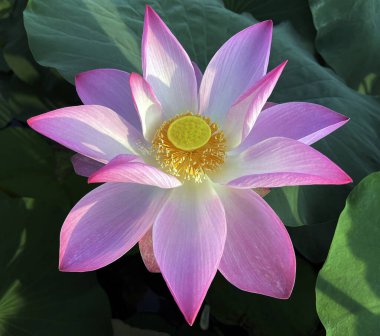 Lotus çiçeklerinin saf güzelliği