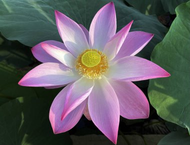 Lotus çiçeklerinin saf güzelliği