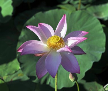 Lotus çiçeklerinin saf güzelliği