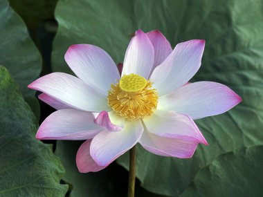 Lotus çiçeklerinin saf güzelliği