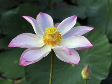 Lotus çiçeklerinin saf güzelliği