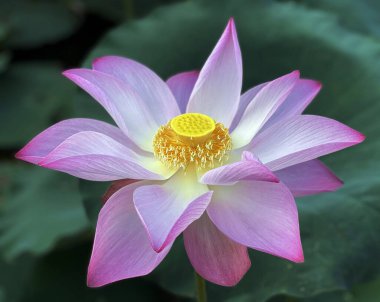 Lotus çiçeklerinin saf güzelliği