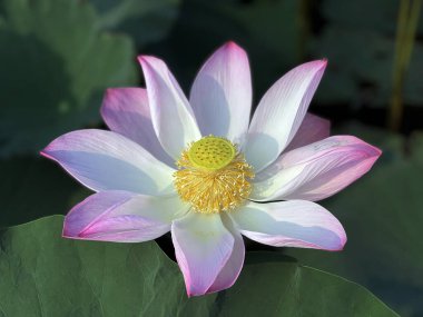 Lotus çiçeklerinin saf güzelliği