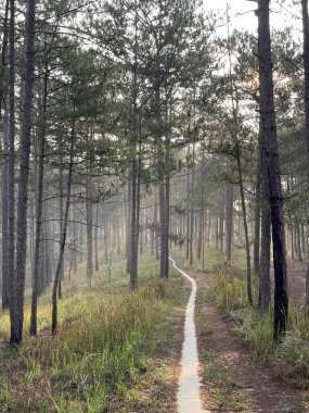 Güneşli bir yol Sabah çiğ tanesinde