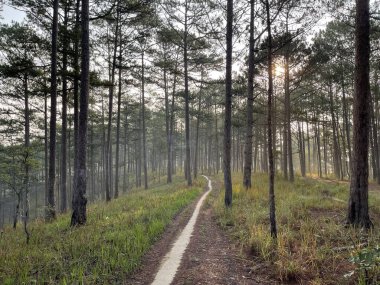 Güneşli bir yol Sabah çiğ tanesinde