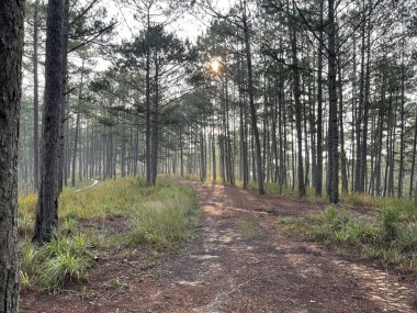 Güneşli bir yol Sabah çiğ tanesinde