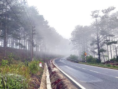 Yol çam ormanındaki sabah çiğ taneleriyle dolu.