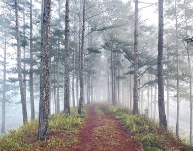 Yol çam ormanındaki sabah çiğ taneleriyle dolu.