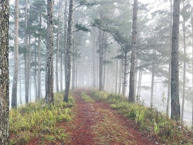 Yol çam ormanındaki sabah çiğ taneleriyle dolu.