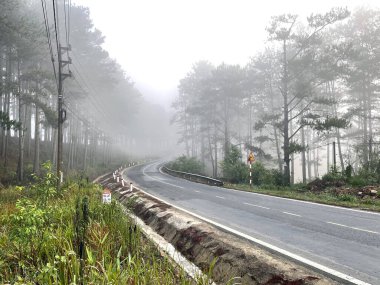 Yol çam ormanındaki sabah çiğ taneleriyle dolu.