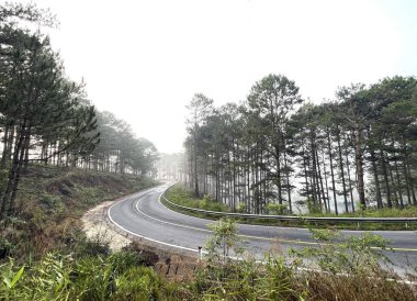 Yol çam ormanındaki sabah çiğ taneleriyle dolu.