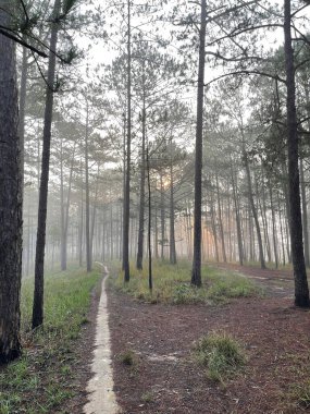 Yol çam ormanındaki sabah çiğ taneleriyle dolu.