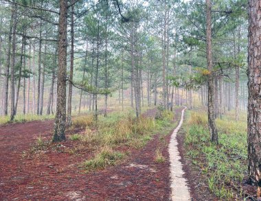 Yol çam ormanındaki sabah çiğ taneleriyle dolu.
