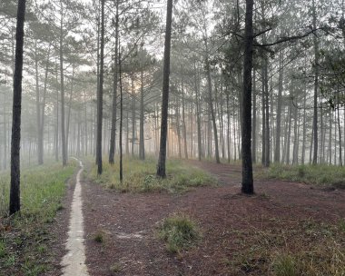 Yol çam ormanındaki sabah çiğ taneleriyle dolu.
