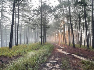Yol çam ormanındaki sabah çiğ taneleriyle dolu.