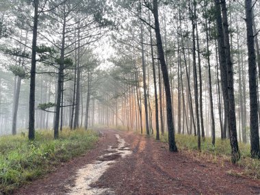 Yol çam ormanındaki sabah çiğ taneleriyle dolu.