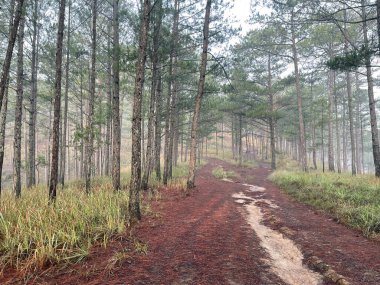 Yol çam ormanındaki sabah çiğ taneleriyle dolu.
