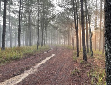 Yol çam ormanındaki sabah çiğ taneleriyle dolu.