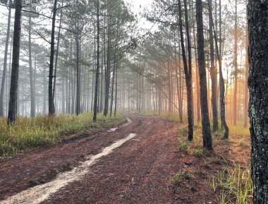 Yol çam ormanındaki sabah çiğ taneleriyle dolu.