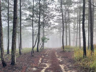 Yol çam ormanındaki sabah çiğ taneleriyle dolu.