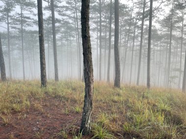 Yol çam ormanındaki sabah çiğ taneleriyle dolu.