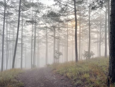 Yol çam ormanındaki sabah çiğ taneleriyle dolu.