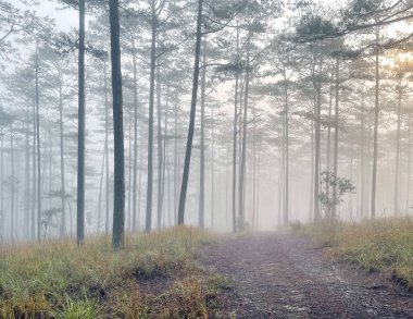 Yol çam ormanındaki sabah çiğ taneleriyle dolu.