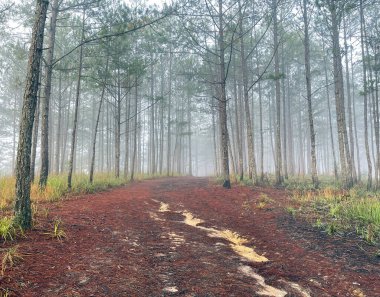 Yol çam ormanındaki sabah çiğ taneleriyle dolu.