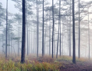 Yol çam ormanındaki sabah çiğ taneleriyle dolu.