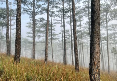 Yol çam ormanındaki sabah çiğ taneleriyle dolu.