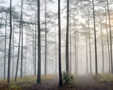Yol çam ormanındaki sabah çiğ taneleriyle dolu.